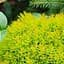 Саженец Agro-Market Туя западная Anniek вазон C1,5 высота 15-20см (102148) - миниатюра 1
