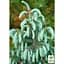 Саженец Agro-Market Ель Энгельмана Picea Engelmannii Glauca (горшок P9) 1 саженец в упаковке (51740) - миниатюра 2