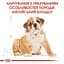 Сухий корм для цуценят породи Бульдог Royal Canin Bulldog Puppy, 12 кг (39671201) - мініатюра 2