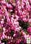 Саджанець Agro-Market Еріка трав'яниста March Seedling горщик P11 (46338) - мініатюра 2