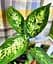 Саджанець Agro-Market Дифенбахія (Dieffenbachia) Compacta (50618) 1 шт. в упаковці (комнатный) - мініатюра 2