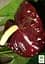Саджанець Agro-Market Антуріум (Anthurium) Sempre 40-60 см кімнатний 1 шт. в упаковці (115203) - мініатюра 4