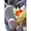 Сукулент Agro-Market Пахіфітум Pachyphytum Oviferum (122943) 1 саджанець в упаковці (кімнатний) Нідерланди - мініатюра 1