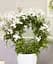 Саджанець Agro-Market Жасмин (Jasminum polyanthumi) кімнатний 1 шт. в упаковці (72275) - мініатюра 1