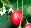 Саджанець Agro-Market Тамарілло (томатне дерево) (47439) 1 шт. в упаковці - мініатюра 2