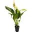 Саджанець Agro-Market Антуріум (Anthurium) Oshiro White (50613) 1 шт. в упаковці (кімнатний) - мініатюра 1
