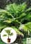 Саджанець Agro-Market Пальма Livistona Rotundifolia 35-45 см 1 шт. в упаковці (113020) - мініатюра 2