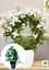 Саджанець Agro-Market Жасмин (Jasminum polyanthumi) кімнатний 1 шт. в упаковці (72275) - мініатюра 3