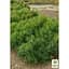 Саджанець Agro-Market Сосна гірська карликова Montana (Pinus Mugo) горщик P9 (49231) - мініатюра 4