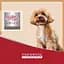 Сухий корм для собак малих порід Morando Migliorcane Unico прошуто 800 г - мініатюра 6
