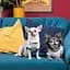 Футболка Pet Fashion Flora для собак бавовна білий трикотаж з квітковим принтом L - мініатюра 4
