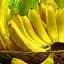 Саджанець Agro-Market Банан кімнатний Київський суперкарлик (43017) 1 шт. в упаковці - мініатюра 1