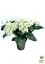 Саджанець Agro-Market LMTD Гортензія крупнолистова квітуча 3-річна Bright White (30-40см) (159470) - мініатюра 5