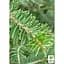 Саджанець Agro-Market Ялиця Біла (Abies Alba) горщик P9 (176499) - мініатюра 4