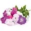 Змінний картридж Click & Grow Smart Garden Петунія, 3 капсули (74410) - мініатюра 2