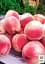 Саджанець Agro-Market Персик Ерлі ред (літній сорт, ранній термін дозрівання) 1 шт. в упаковці (35992) - мініатюра 3