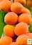 Саджанець Agro-Market Абрикос колоноподібний Голд (середній термін дозрівання) 1 шт. в упаковці (178846) - мініатюра 2