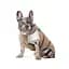 Жилет Pet Fashion Chip для собак такса M - мініатюра 3