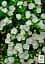 Саджанець Agro-Market Калібрахоа Neo Double White Elegance (контейнер №10, висота 10-15 см) 1 шт. в упаковці (177107) - мініатюра 2