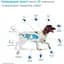 Жевательные таблетки для собак NexGard Spectra Boehringer Ingelheim XS 1.35-3.5 кг 3 шт. (159903) - миниатюра 2