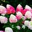 Саджанець Agro-Market Гортензія волотиста Raspberry Pink (Hydrangea paniculata Raspberry Pink) (101597) - мініатюра 1