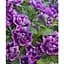 Саженец Agro-Market Сурфиния Double Cascade Lavender (контейнер №10, высота 10-15 см) (48008) 1 шт. - миниатюра 1