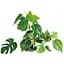 Рослина штучна Amtra Replica Anubias 30 см - мініатюра 1