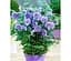 Саджанець Agro-Market Гібіскус деревовидний махровий Блакитний шифон (Blue Chiffon) (36086) 1 шт. в упаковці - мініатюра 1