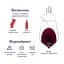 Портвейн Saint Clair Porto Ruby DO, 19%, 0,75 л (764538) - миниатюра 3