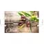 Блюдо Viva Olives з ручками 35x22.5 см (S3235-Q007) - мініатюра 2