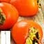 Хурма на віргінській морозостійкій підщепі Agro-Market "Бичаче серце" вкорінена в контейнері (саджанець 2 роки) (153263) 1 саджанець в упаковці - мініатюра 1