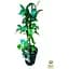 Саджанець Agro-Market Трахелоспермум Jasminoides висота 50 см (179798) 1 шт. - мініатюра 2