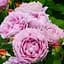 Троянда флорибунда Agro-Market Novalis саджанець класу АА+ 1 шт. в контейнері (180854) - мініатюра 1