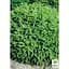 Саджанець Agro-Market Ялина Карликова Nidiformis (горщик P9) (49258) - мініатюра 4
