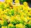 Саджанець Agro-Market Очиток відігнутий Ангеліна (Sedum reflexum Angelina) (62141) - мініатюра 1
