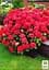 Саджанець Agro-Market Гортензія крупнолиста Red Angel (45338) - мініатюра 4
