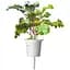 Змінний картридж Click & Grow Smart Garden Червона капуста, 3 капсули (8752) - мініатюра 1