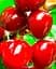 Саженец Agro-Market Черешня чешской селекции Тамара (летний сорт, поздний срок созревания) (46282) 1 шт. в упаковке - миниатюра 2