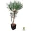Саджанець Agro-Market Сосна звичайна 4-річна (Pinus sylvestris) С3, висота 50-70см (115782) - мініатюра 3