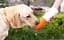 Поїлка для тварин Moestar Rocket MS0010001 Orange - мініатюра 5