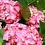 Саджанець Agro-Market LMTD Гортензія крупнолиста квітуча 2-х річна Early Pink (20-30см) (62421) - мініатюра 1
