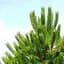 Саджанець Agro-Market Сосна звичайна 4-річна (Pinus sylvestris) С3, висота 50-70см (115782) - мініатюра 1
