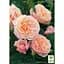 Саженец Agro-Market Роза английская William Morris (класс АА+) высший сорт (37135) 1 шт. - миниатюра 2
