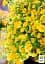 Саджанець Agro-Market Калібрахоа Calipetite Yellow 1 шт. в упаковці (178518) - мініатюра 2