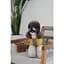 Футболка Pet Fashion Kent для собак XS2 - миниатюра 3