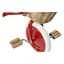 Детский трехколесный велосипед Banwood Trike red - миниатюра 4