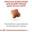Сухой корм для щенков породы Джек Рассел Терьер Royal Canin Jack Russell Puppy, 1,5 кг (21010151) - миниатюра 3