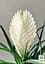 Саджанець Agro-Market Тіландсія Biancini (Tillandsia Cyanea) кімнатна 1 шт. в упаковці (179935) - мініатюра 5