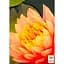 Саженец Agro-Market Нимфея Perry's Orange Sunset (52523) (Корневище) 1 шт. - миниатюра 2