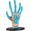 Набір для досліджень Edu-Toys Модель руки збірна 16.5 см (SK058) - мініатюра 1